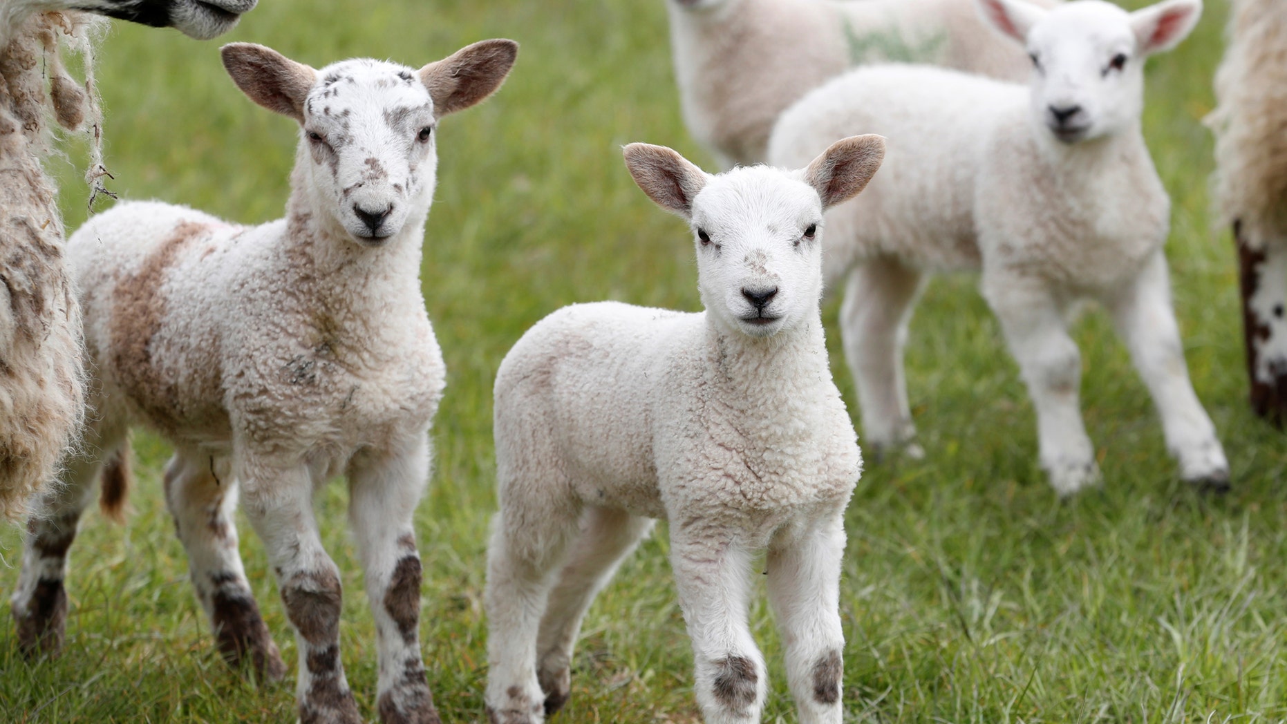 File photo - Sheep are seen on farm near Melrose in the Scottish Borders, Scotland, Britain April 27, 2017. Picture taken April 27, 2017. (REUTERS/Russell Cheyne)