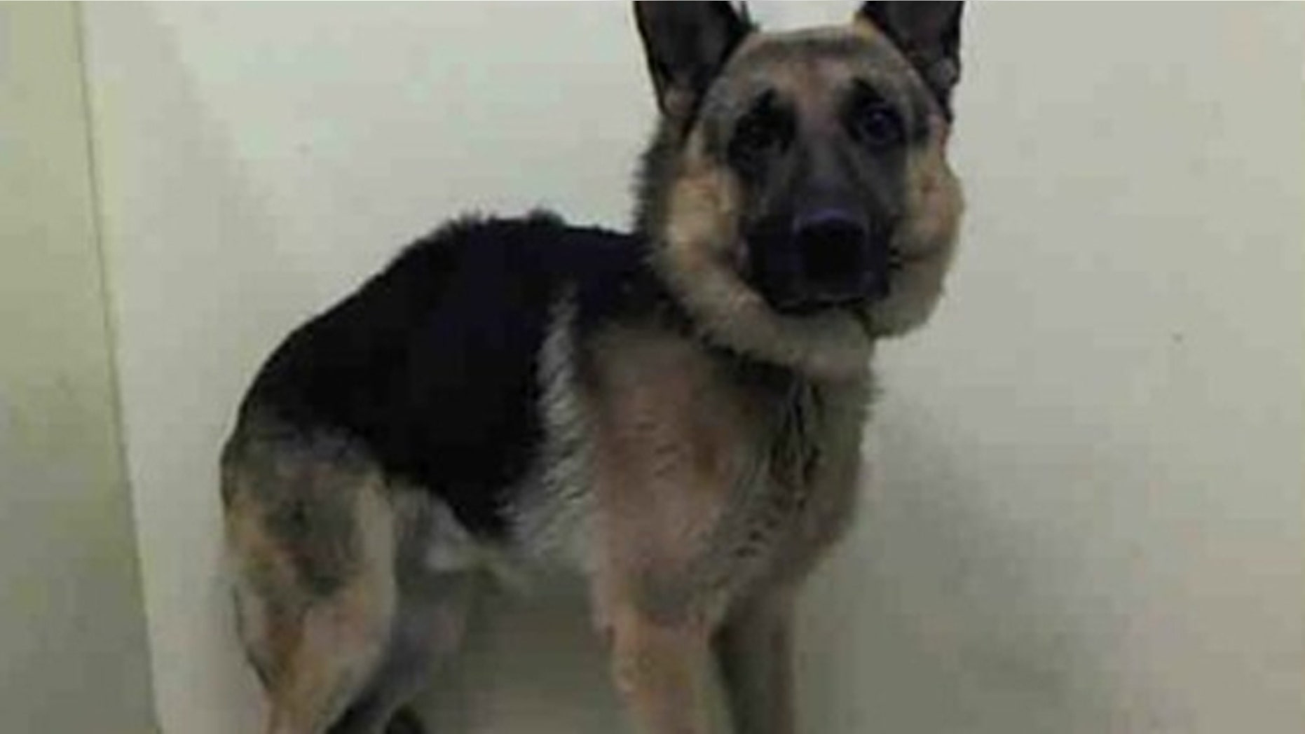 Duke, a 4-year-old German shepherd, is listed to be euthanized at any moment, but is credited with saving his family from an approaching bear.