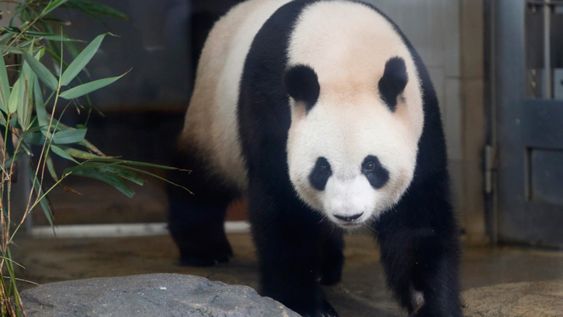 Shin Shin, one of two giant pandas given to the Tokyo Ueno Zoo by China, is seen in 2012.