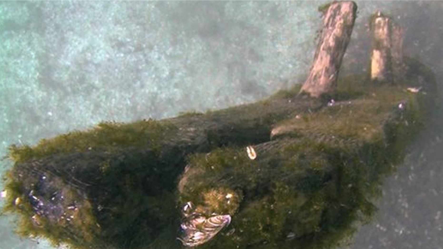 October 2012: This image from video provided by David J. Ruck shows timbers that were discovered by Steve Libert, head of Great Lakes Exploration Group, in 2001 protrude from the bottom of Lake Michigan.