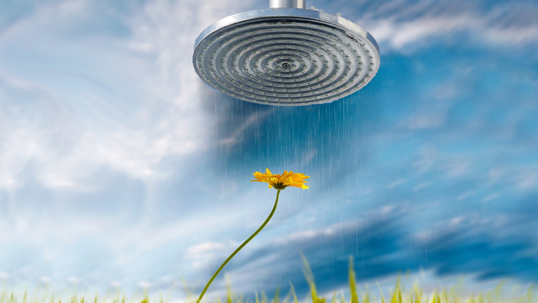 shower flower