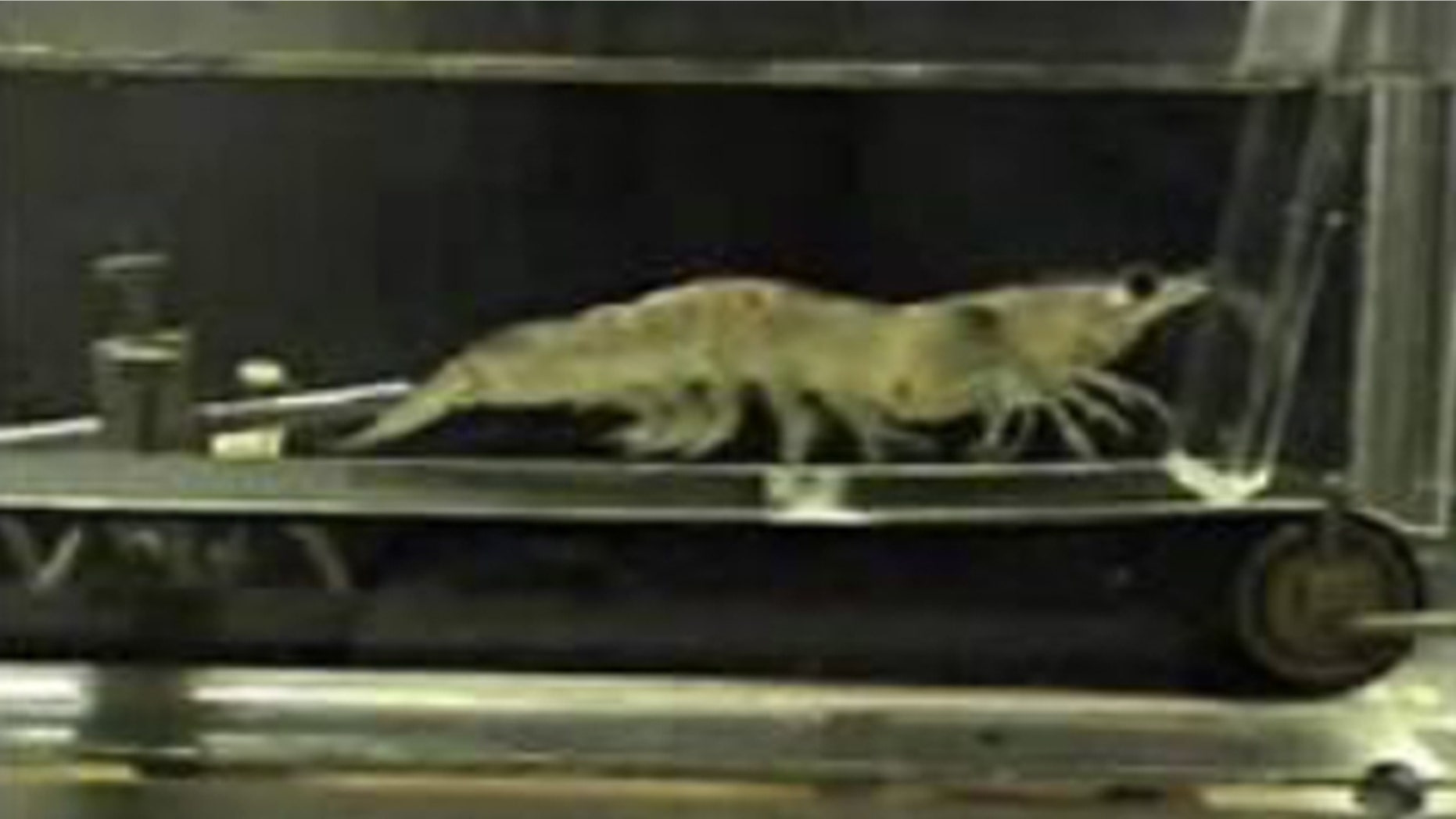 Shown here is a shrimp walking on a treadmill, part of a National Science Foundation-funded research project.