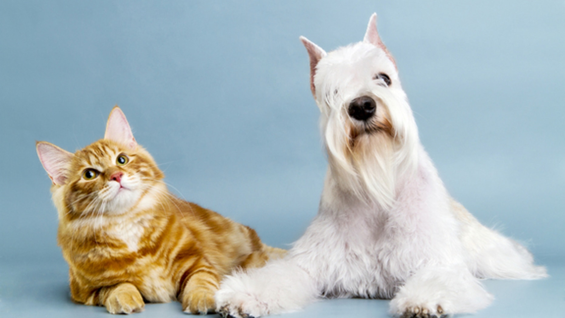 Bella, Max, and Lucy topped the list for popular pet names in 2012