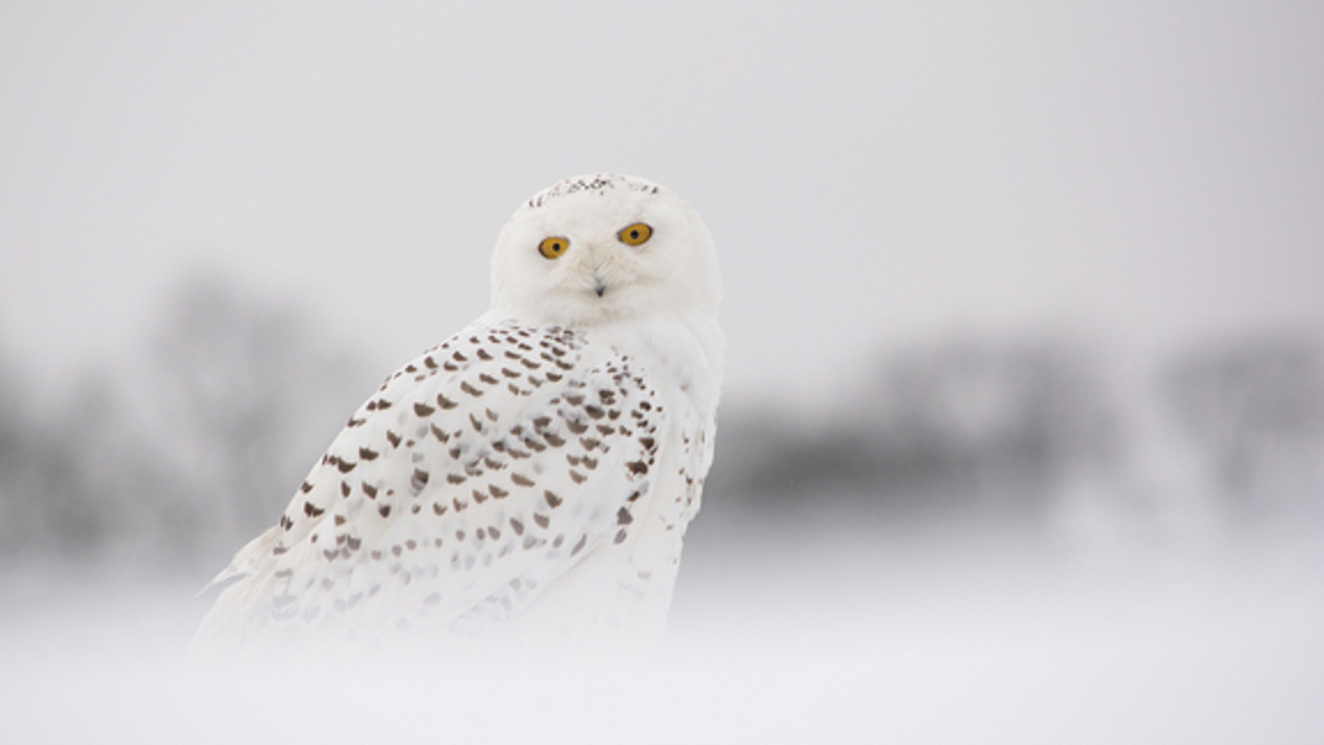 A photo of a snowy owl in the winter.