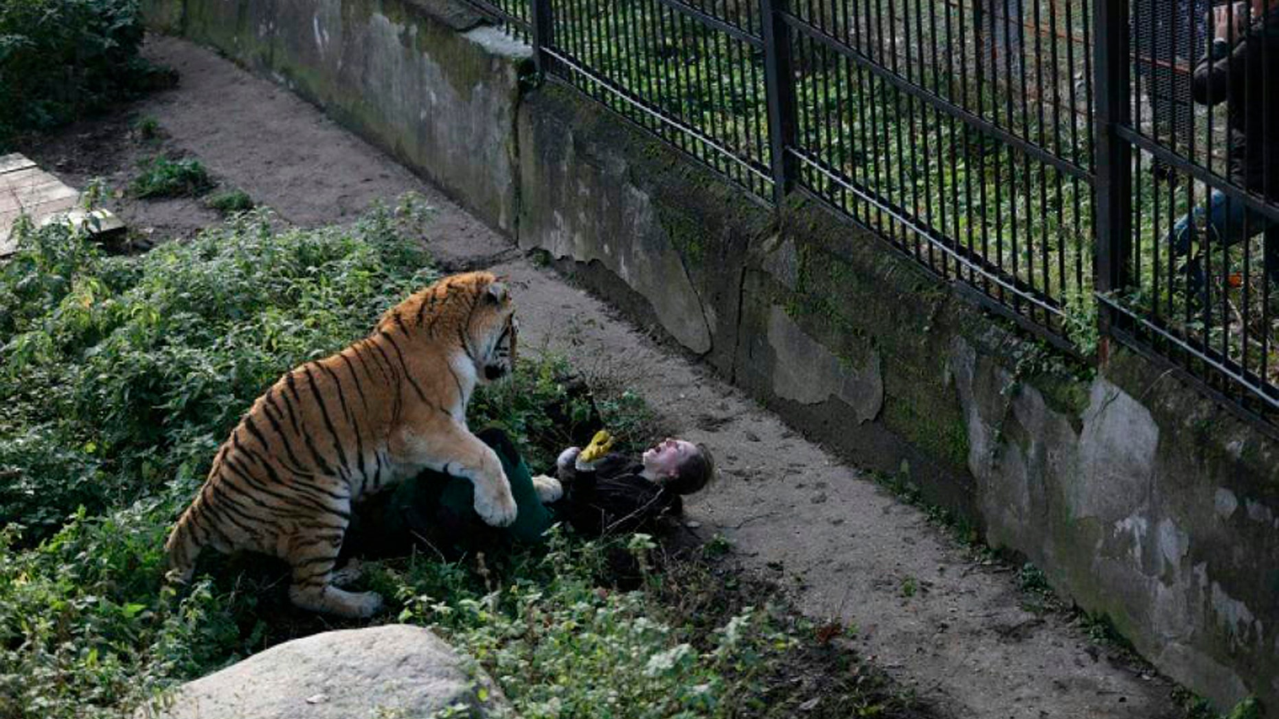 Terrifying Tiger Attack: Horror Pics Show Big Cat Mauling Zookeeper ...