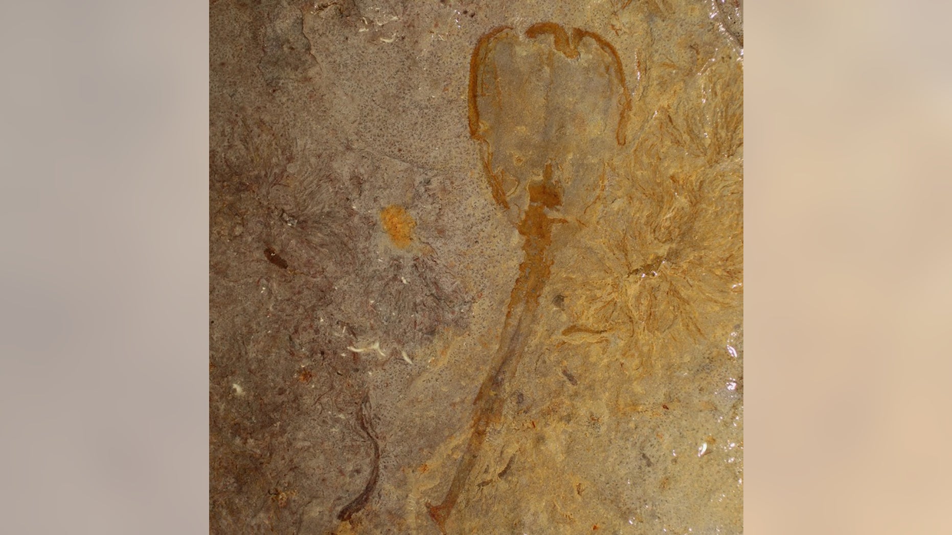 This is the only example of <em>Siphusauctum lloydguntheri</em>, a bottom-feeder that lived during the Cambrian period.