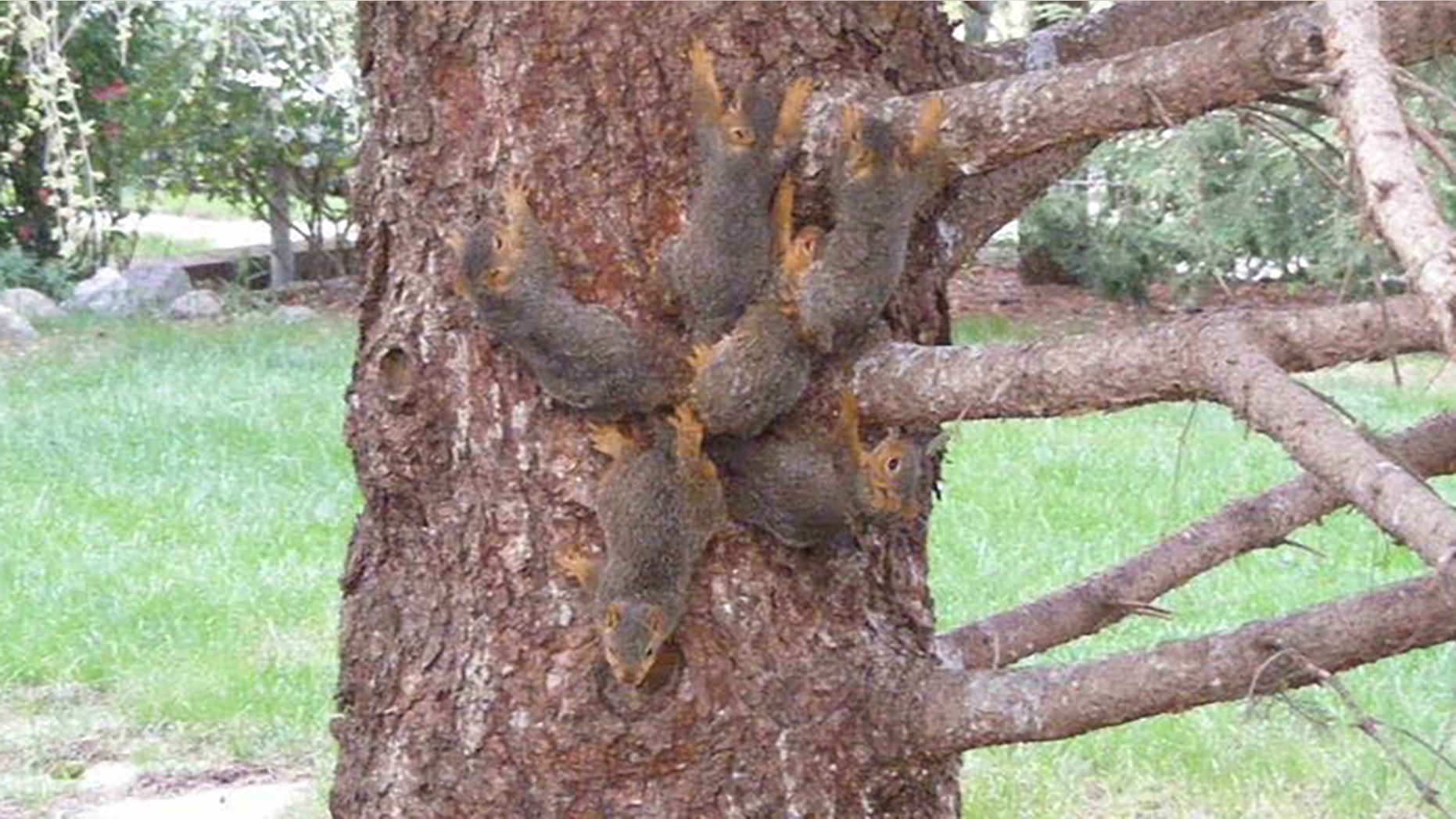Six baby squirrels had their tails tangled together by tree sap and began moving as one in Elkhorn, Neb., on Monday.