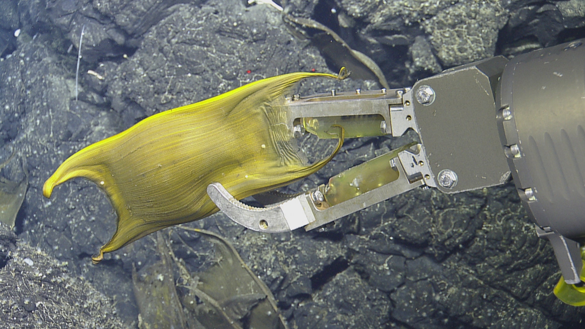 The robotic "hand" of the Hercules ROV grasps a skate egg pod.