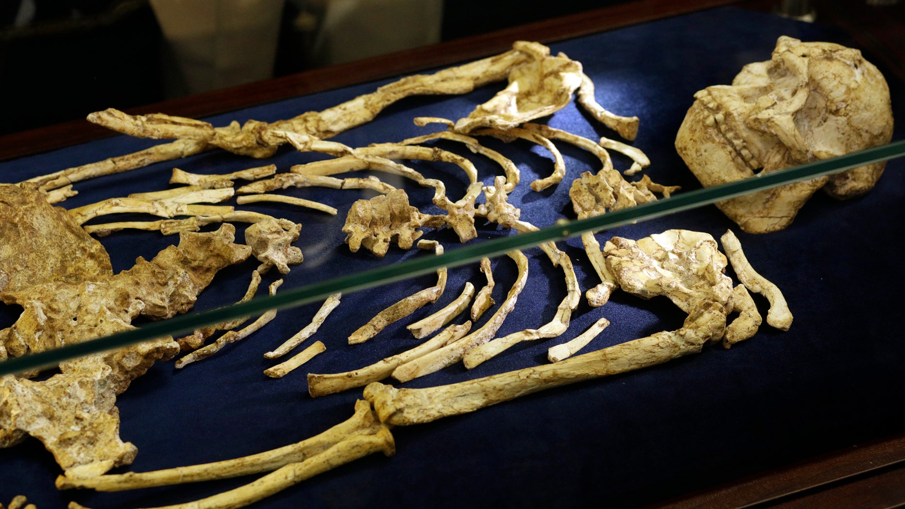 A virtually complete Australopithecus fossil is displayed at the University of the Witwatersrand in Johannesburg, South Africa, Wednesday, Dec. 6, 2017. Researchers in South Africa have unveiled what they call "by far the most complete skeleton of a human ancestor older than 1.5 million years ever found." (AP Photo/Themba Hadebe)