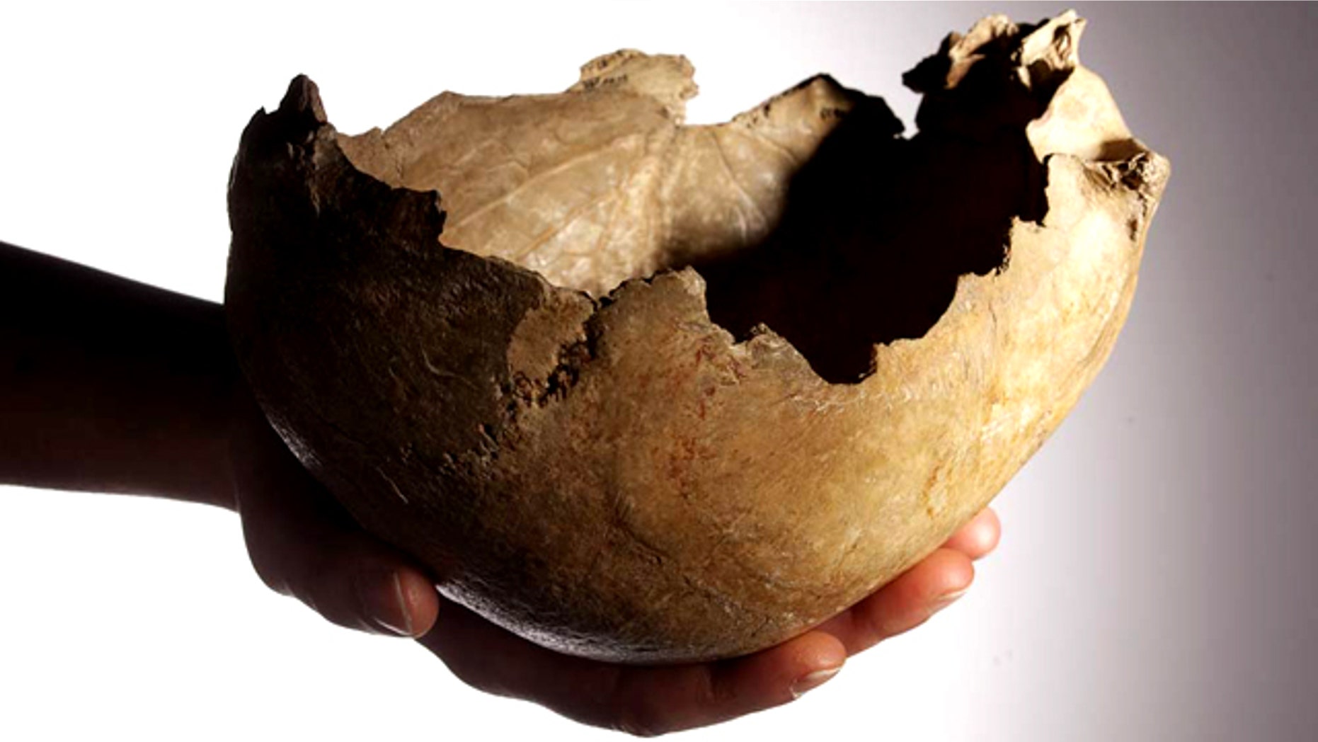 A skull cup found in Gough's Cave in Somerset, England.