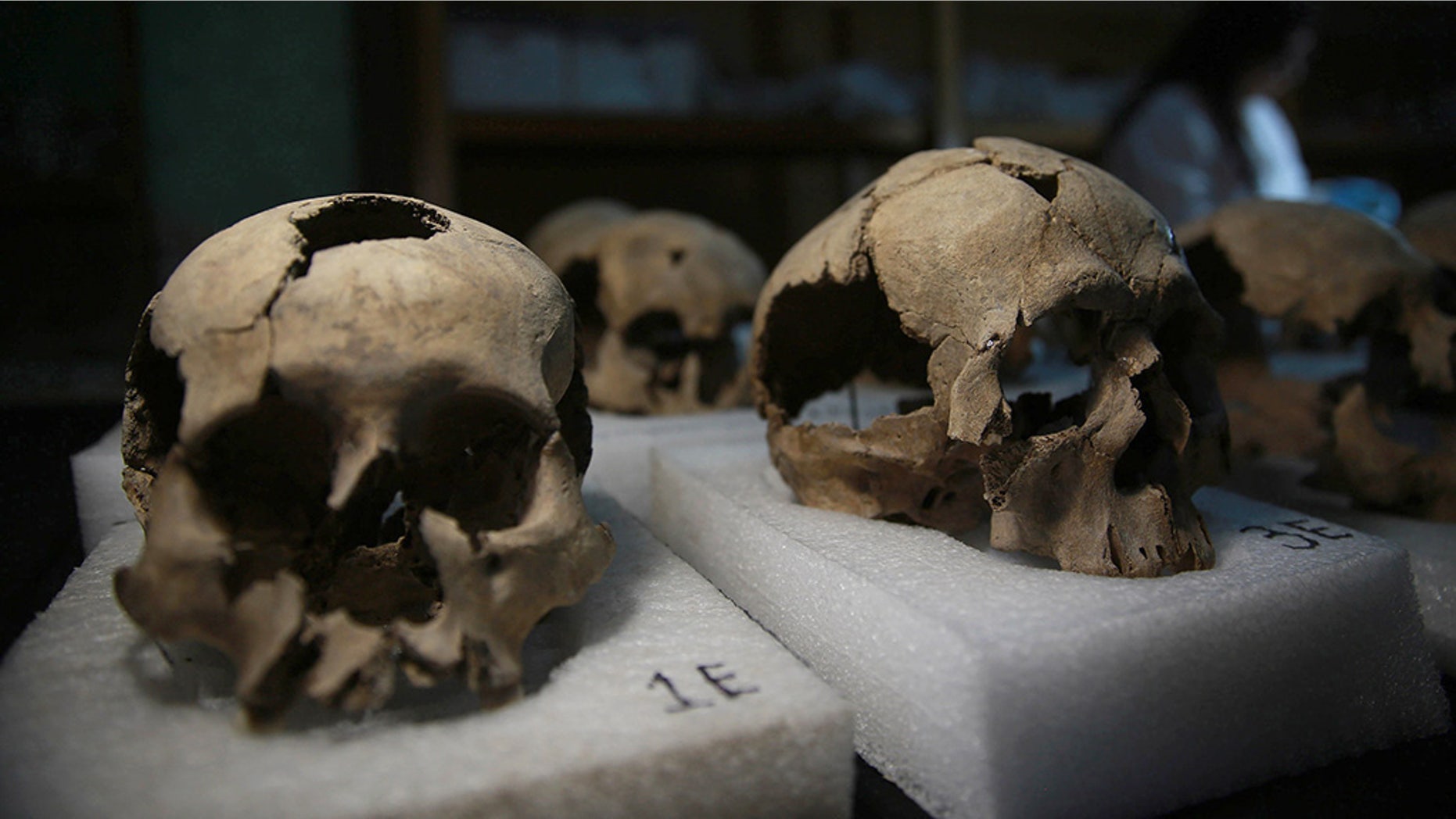 MEXICO CITY, MEXICO - JULY 10: Skulls, which were found during an excavation work, are seen in National Institute of Anthropology and History's laboratory in Mexico City, Mexico on July 10, 2017. More than 650 skulls and thousands of fragments were found near Templo Mayor, one of the main temples in the Aztec capital Tenochtitlan, which later became Mexico City. The discovery has raised new questions about the culture of sacrifice in the Aztec Empire.
(Photo by Daniel Cardenas/Anadolu Agency/Getty Images)