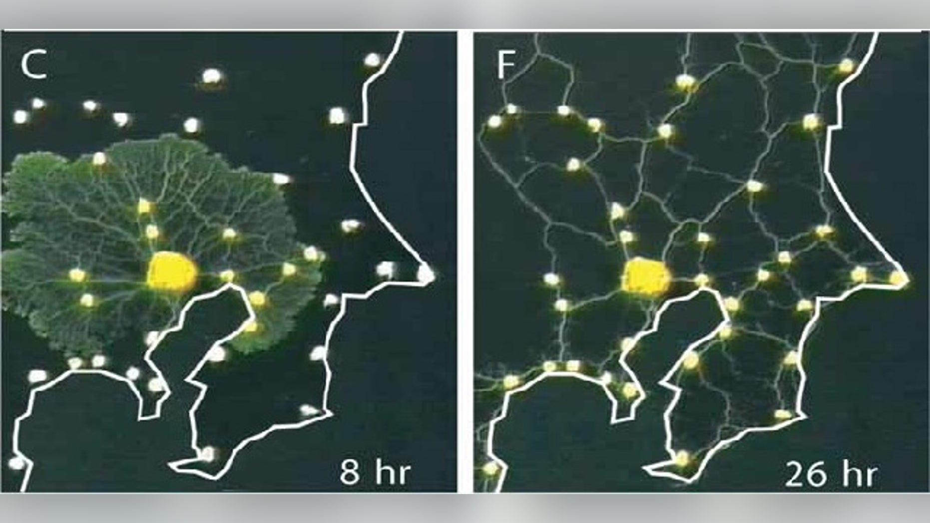 In a recent experiment, slime mold grew out from a food source and colonized each of the other food sources. Eventually, it resolved into a network of tubes, much like the Tokyo rail system. Credit: Science/AAAS