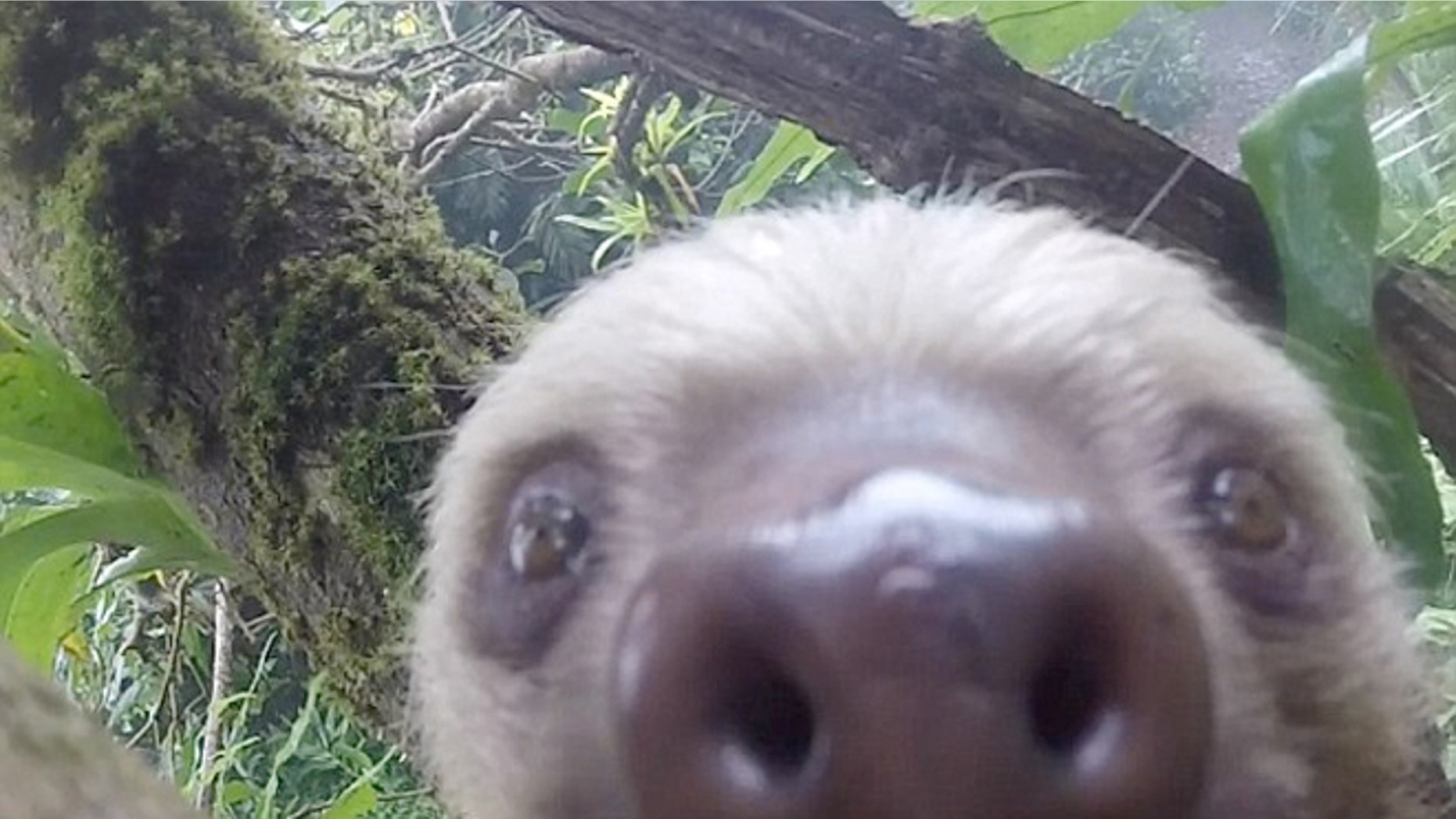 This playful sloth will melt your heart.
