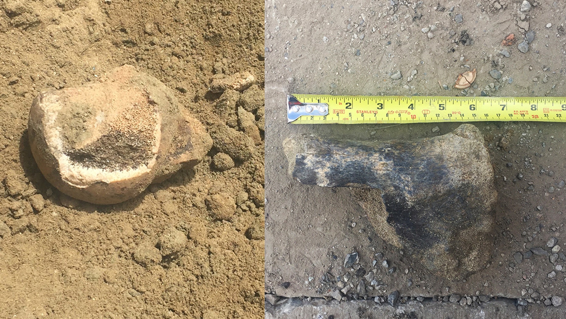 A transit project in L.A. recently unearthed fossils from long-extinct ice age animals — a femur head from a giant ground sloth (left) and part of a leg bone from a bison (right).