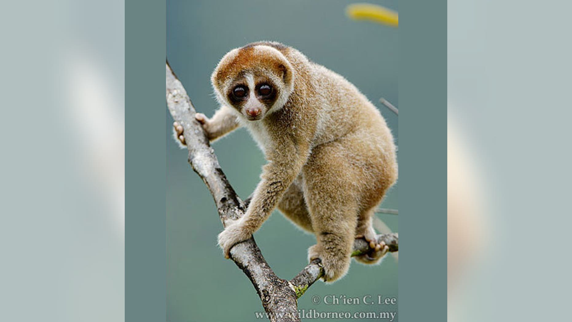 The newly discovered slow loris primate (<em>Nycticebus kayan</em>) has a furry "face mask" distinct from other slow loris species.