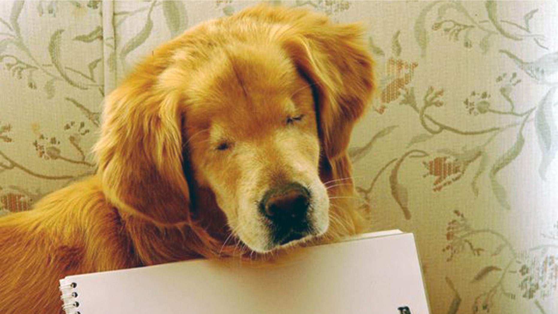 Smiley, the blind therapy dog.