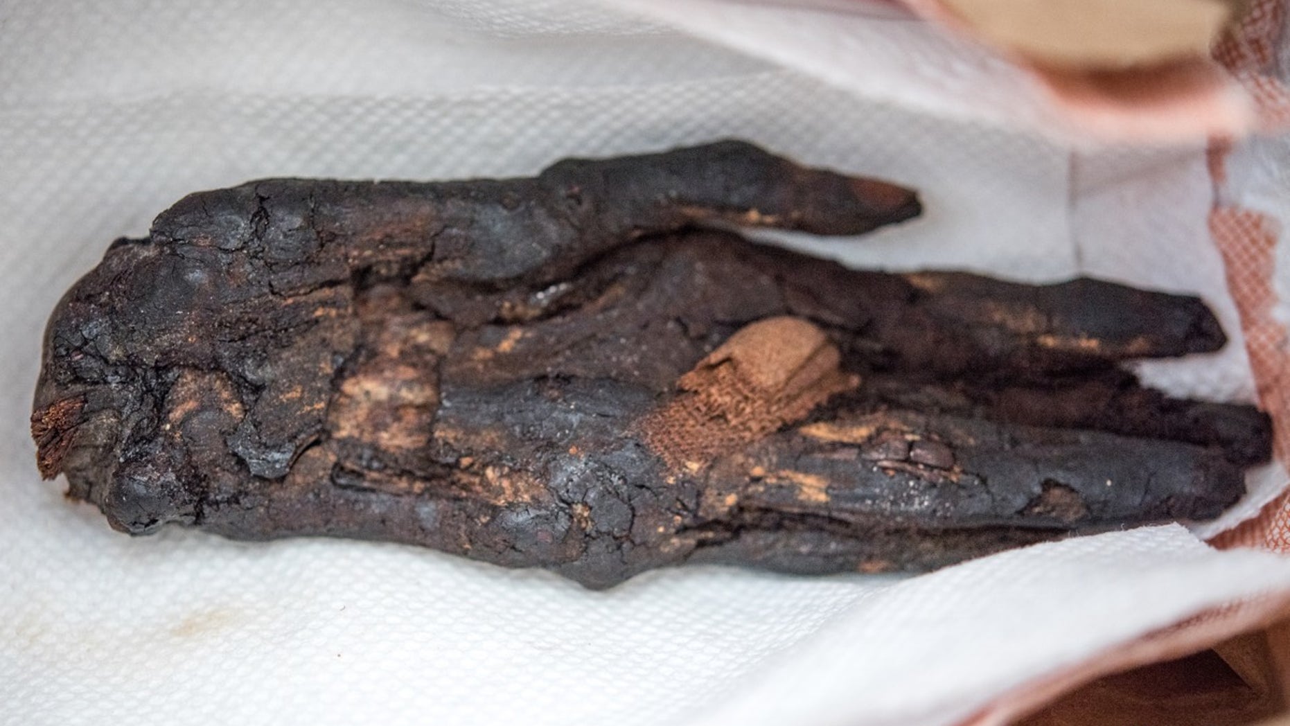 This mummy hand, from the eighth century B.C., had been smuggled into the United States from Egypt.