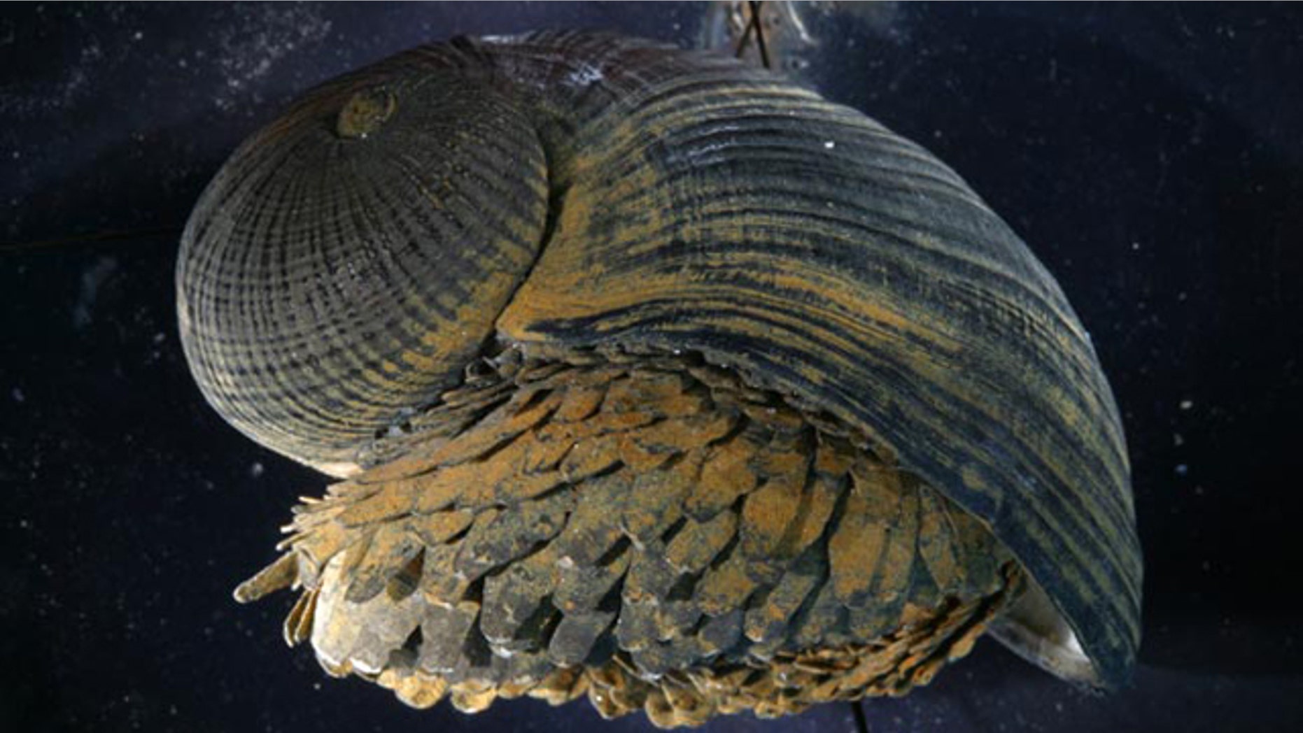 Snail Shell Could Inspire Better Body Armor | Fox News