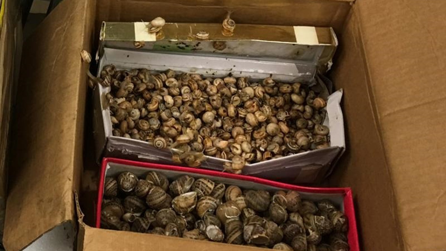 A package of of snails was found near Philadelphia International Airport on June 2, 2017, by U.S. Customs and Border Protection agriculture specialists.