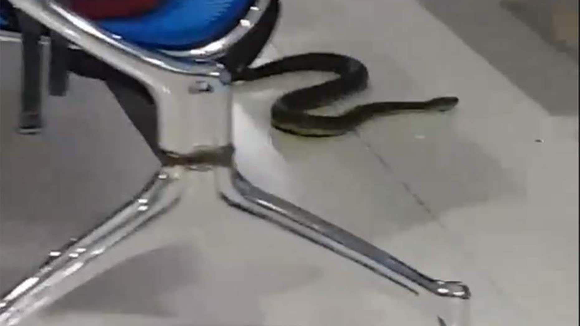 Passengers waiting at the Daniel Z Romualdez Airport were confronted by the reptile in the airport’s main terminal.