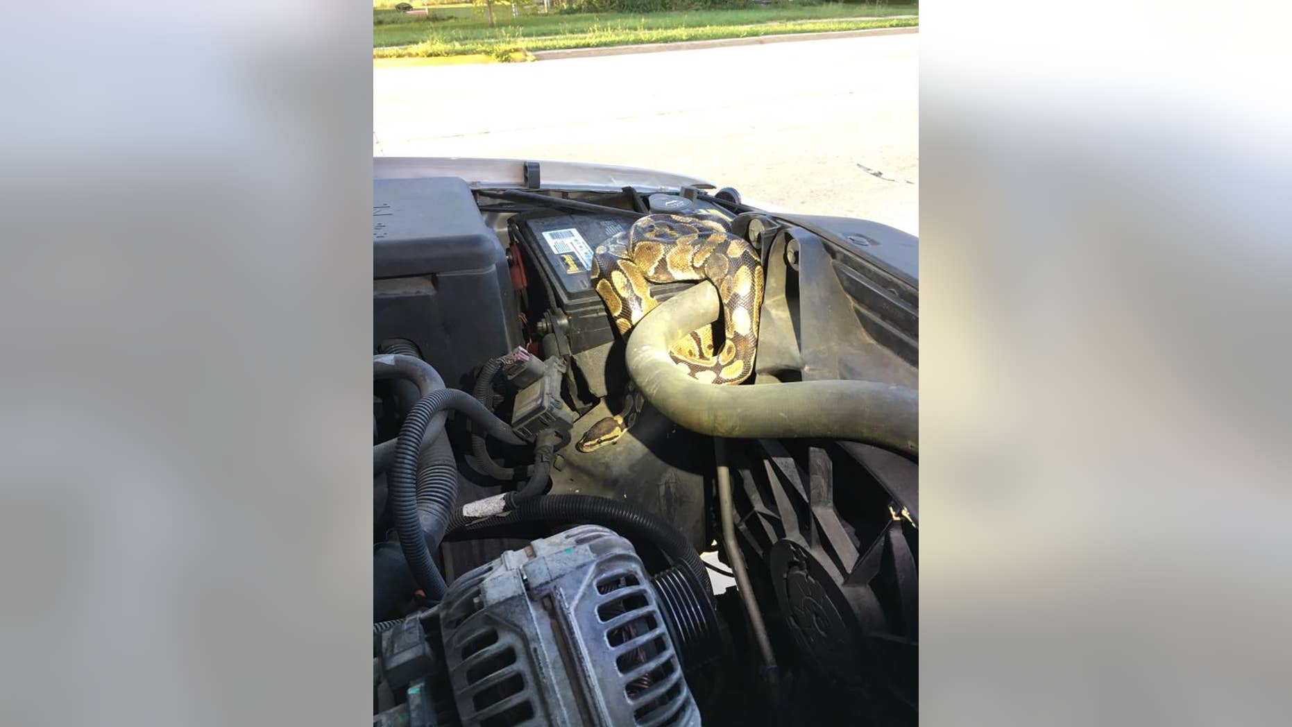 Officials had to call a snake expert to remove the python.