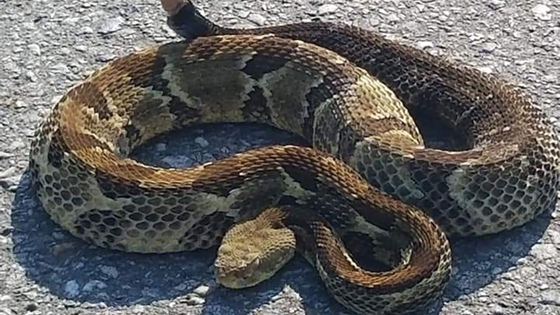 Virginia police diverted traffic on Tuesday to allow an endangered rattlesnake to cross the road.
