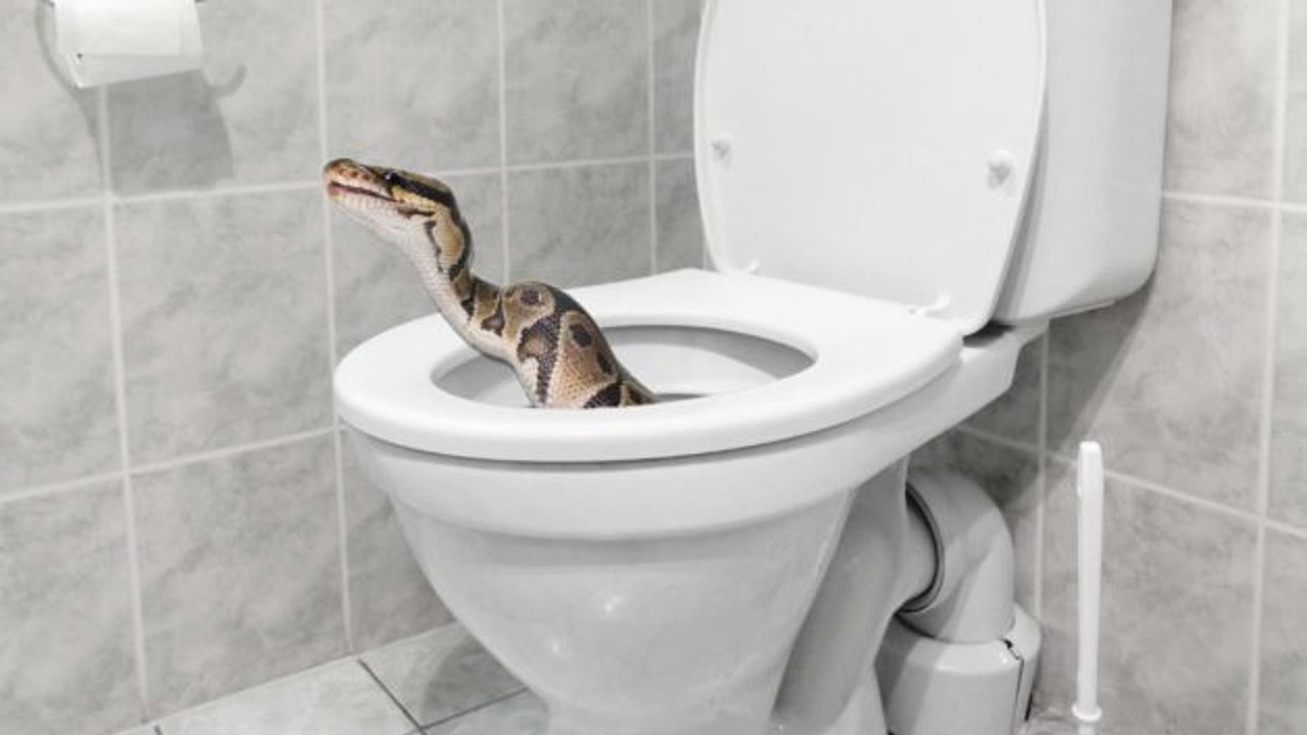 Huge python in toilet gives Australian family a 