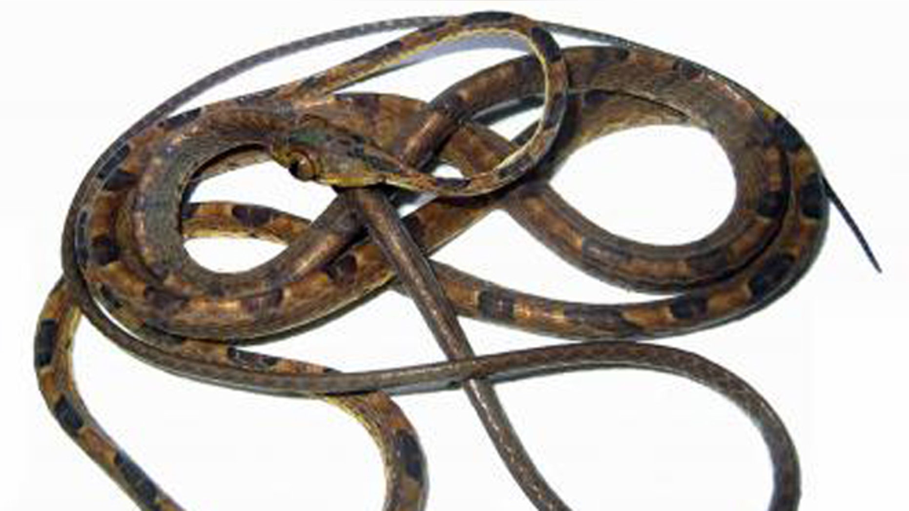 This is a live imantodes chocoensis. Its head is about the size of an American penny. (Omar Torres-Carvajal)
