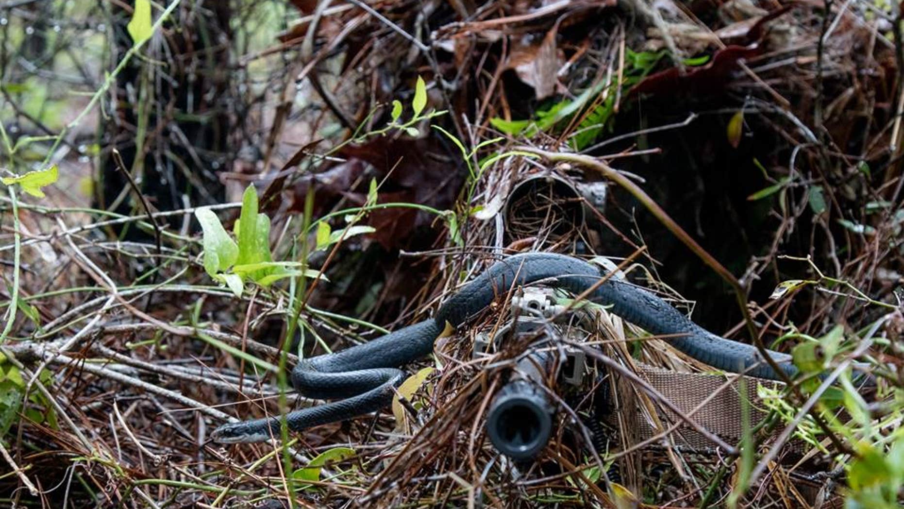 A southern black racer snakes slithers across a sniper's rifle.