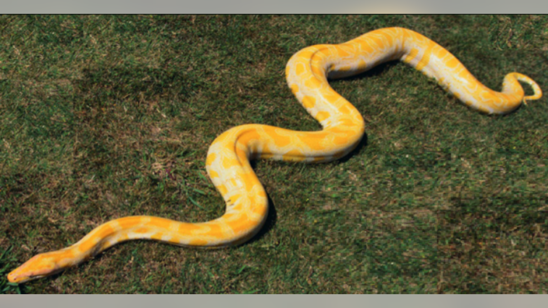 This 17-foot python has gone missing in northern Alaska. Matanuska-Susitna Borough Animal Care Department