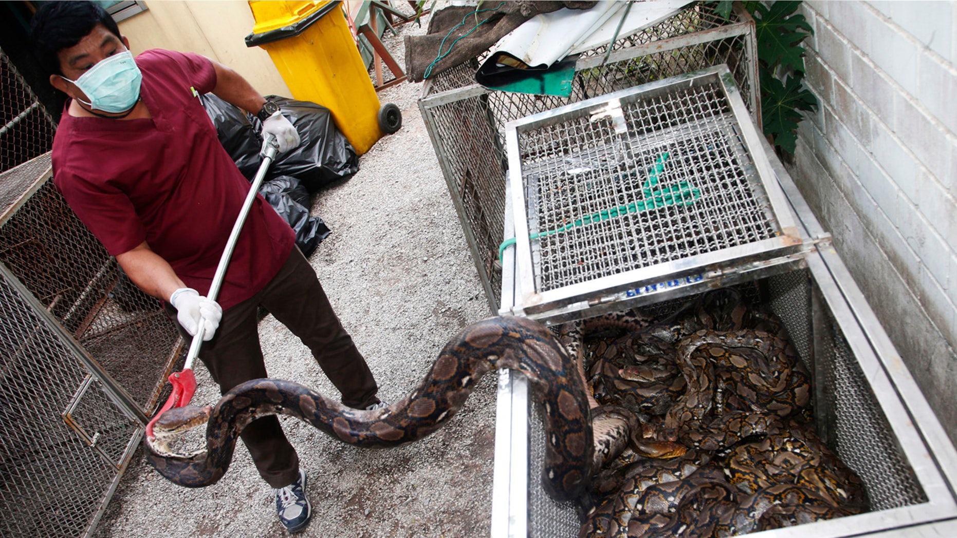 In this Nov. 2, 2017, photo, an officer of Department of National Parks and Wildlife prepares python in Bangkok, Thailand to release in the wild.