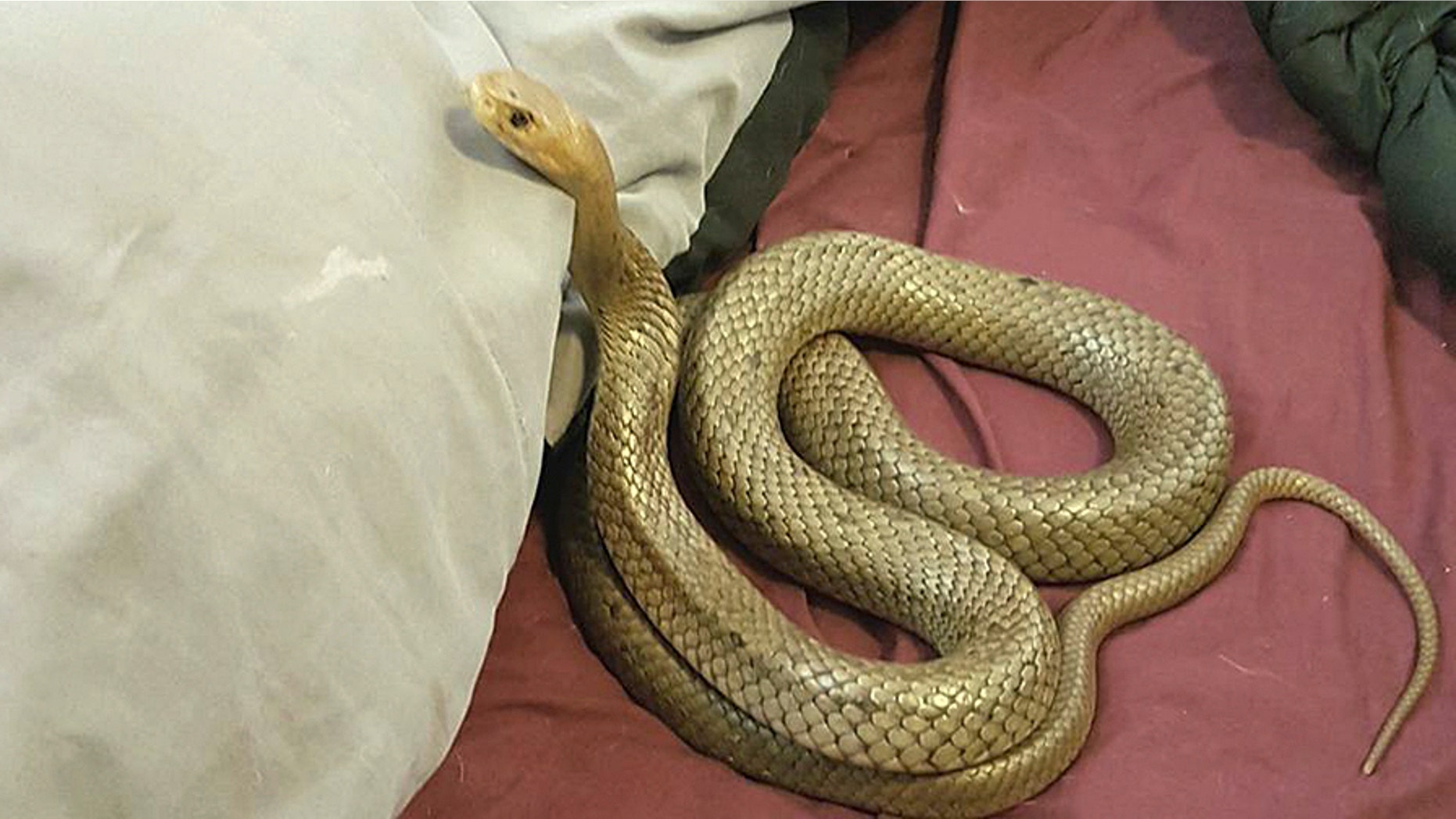 The eastern brown snake was found in the Australian couple's bed on Wednesday.