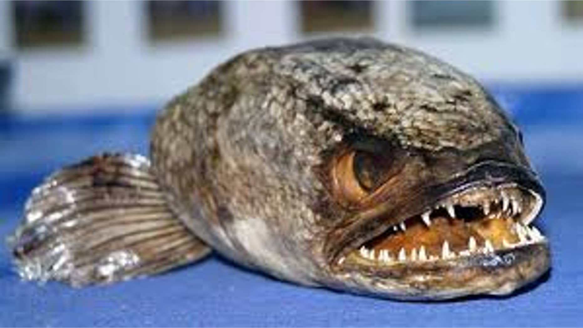 This fish is even meaner than it looks