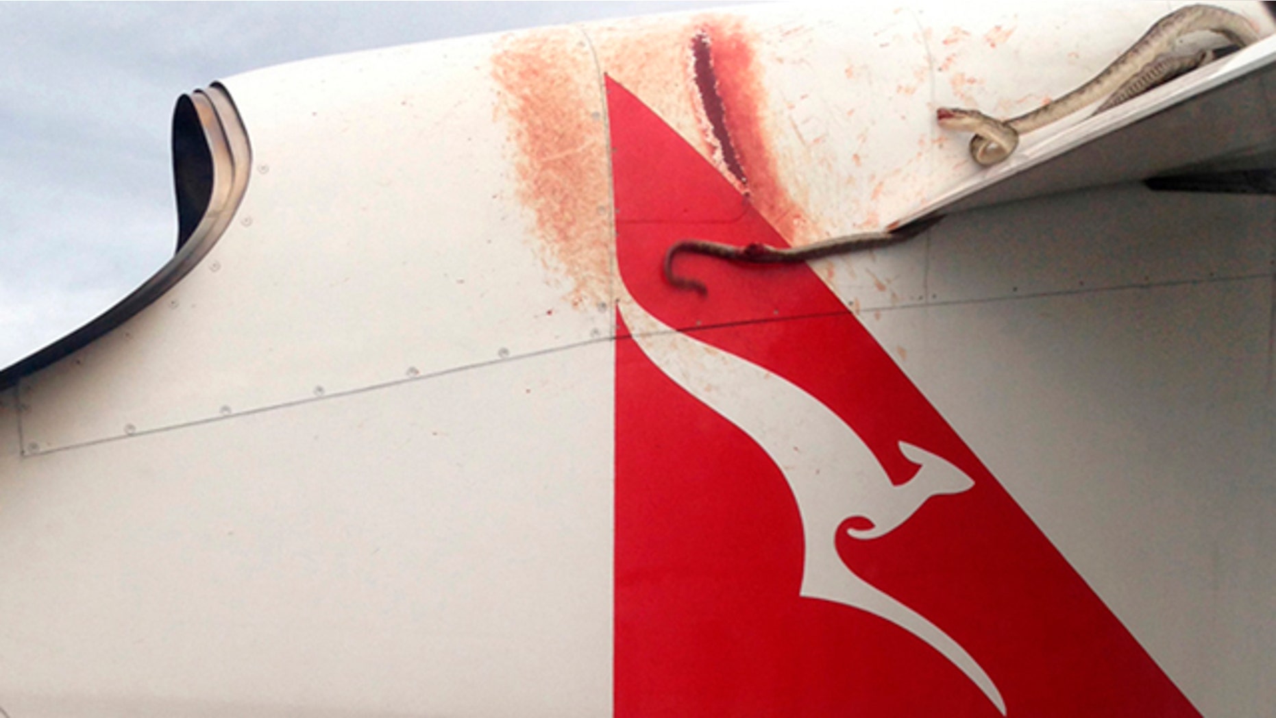 January 10, 2013: A python lies wedged on the wing of a Qantas passenger plan as it flies over Port Mores.