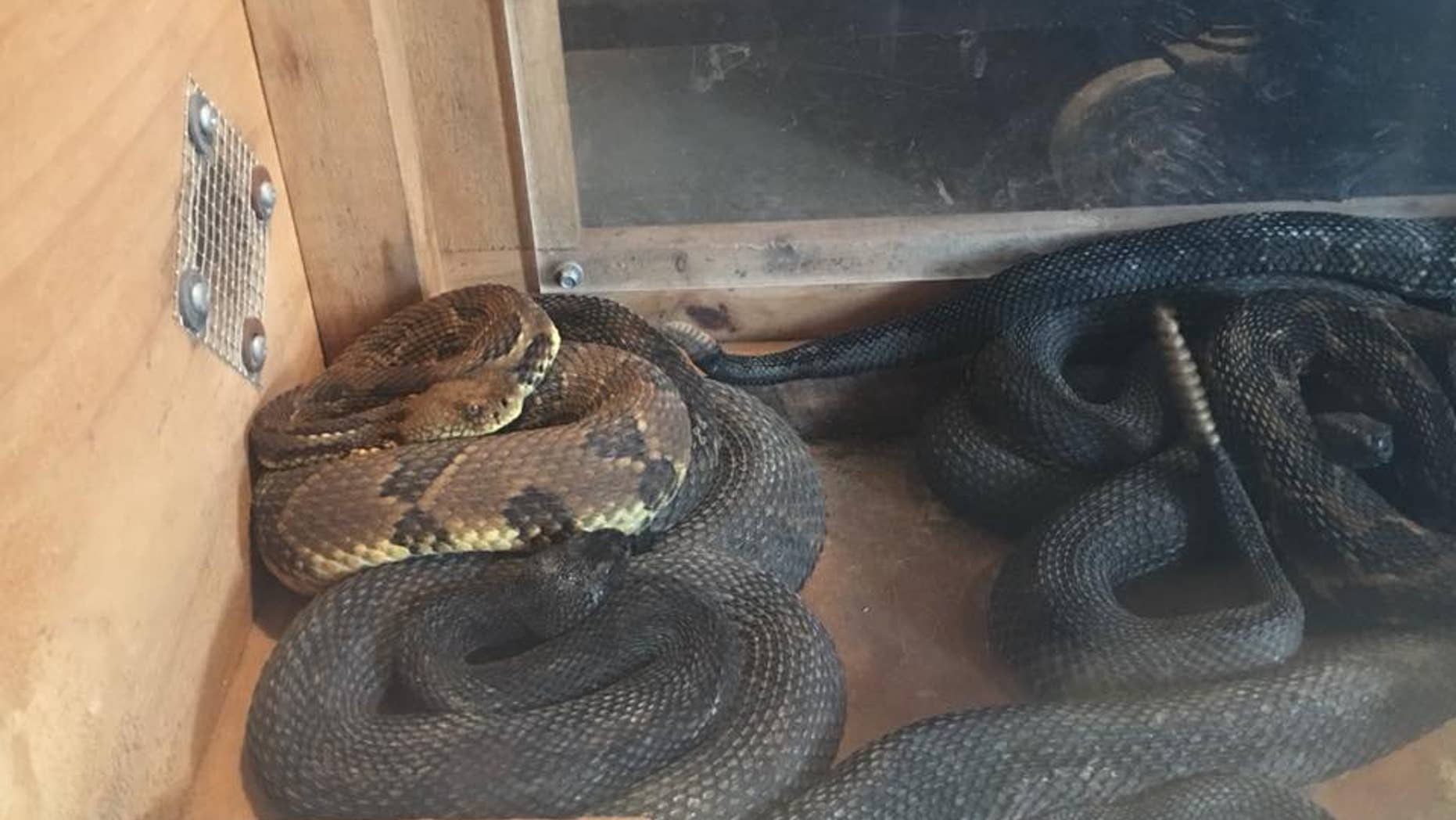 The man, who has not yet been named, was arrested and charged after officials found 17 rattlesnakes in his home.