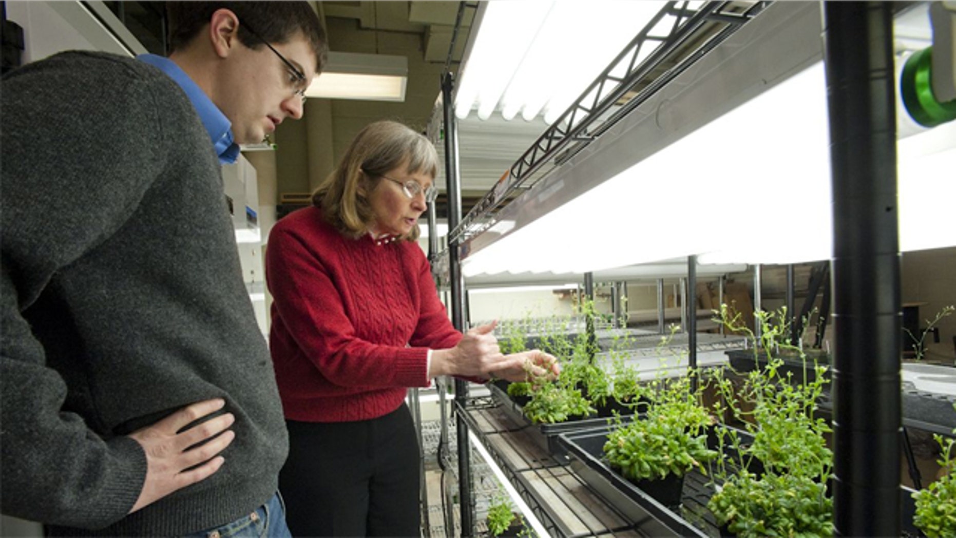 Professor June Medford with her bomb-sniffing plants.
