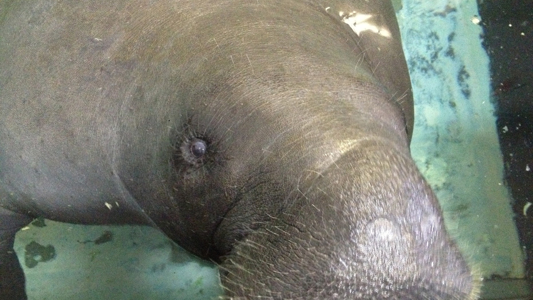 Snooty the manatee is seen in this 2013 photo in Bradenton, Fla.