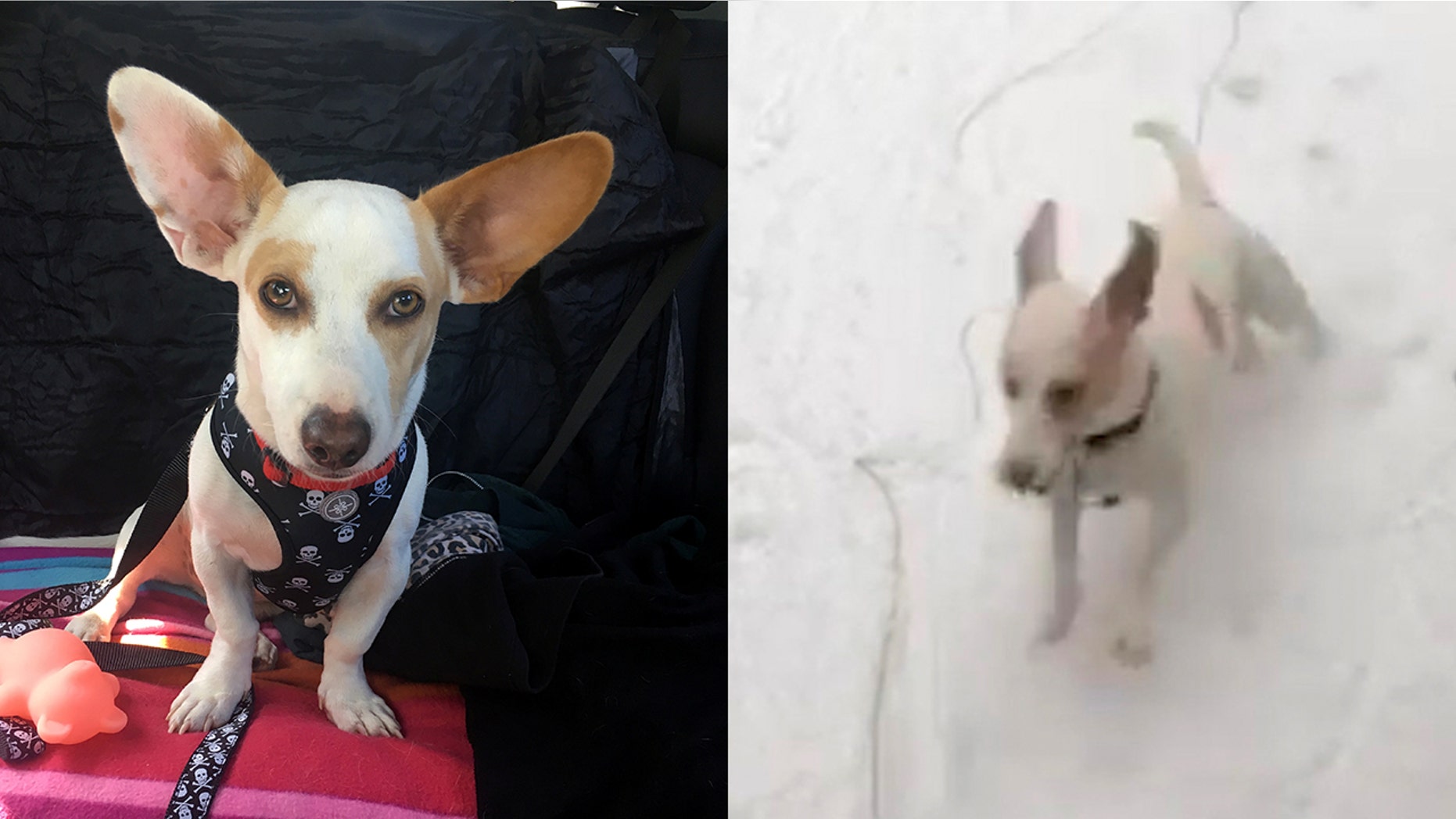 Yoda the rescue pup from Puerto Rico was so excited the first time he saw snow.