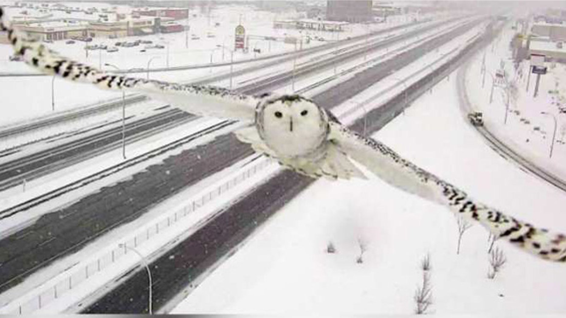 Snowy owl flys past Montreal traffic cam. (Quebec Transport Minister Robert Poëti)