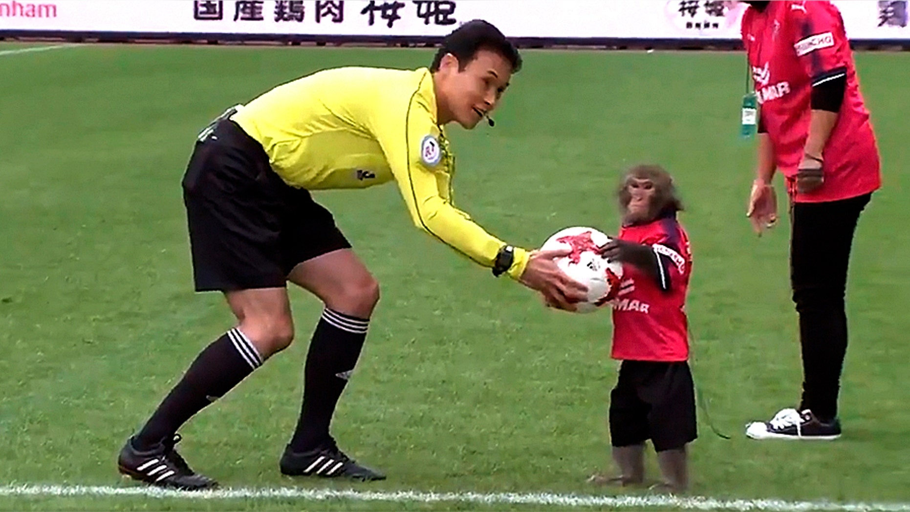 A macaque was used by a J League soccer club in a stunt to kick off a recent match.