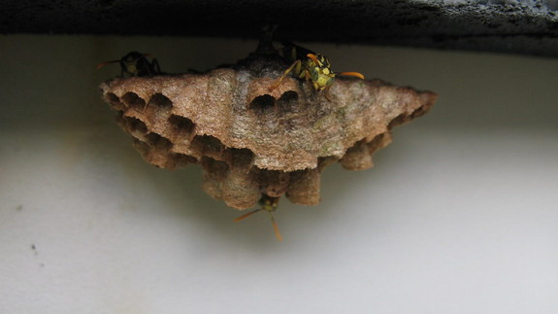 A small nest built by wasps (<i>Mischocyttarus mexicanum</i>) in Costa Rica. These wasps have small colonies, and may be a transition species between solitary and social wasps, researchers said.