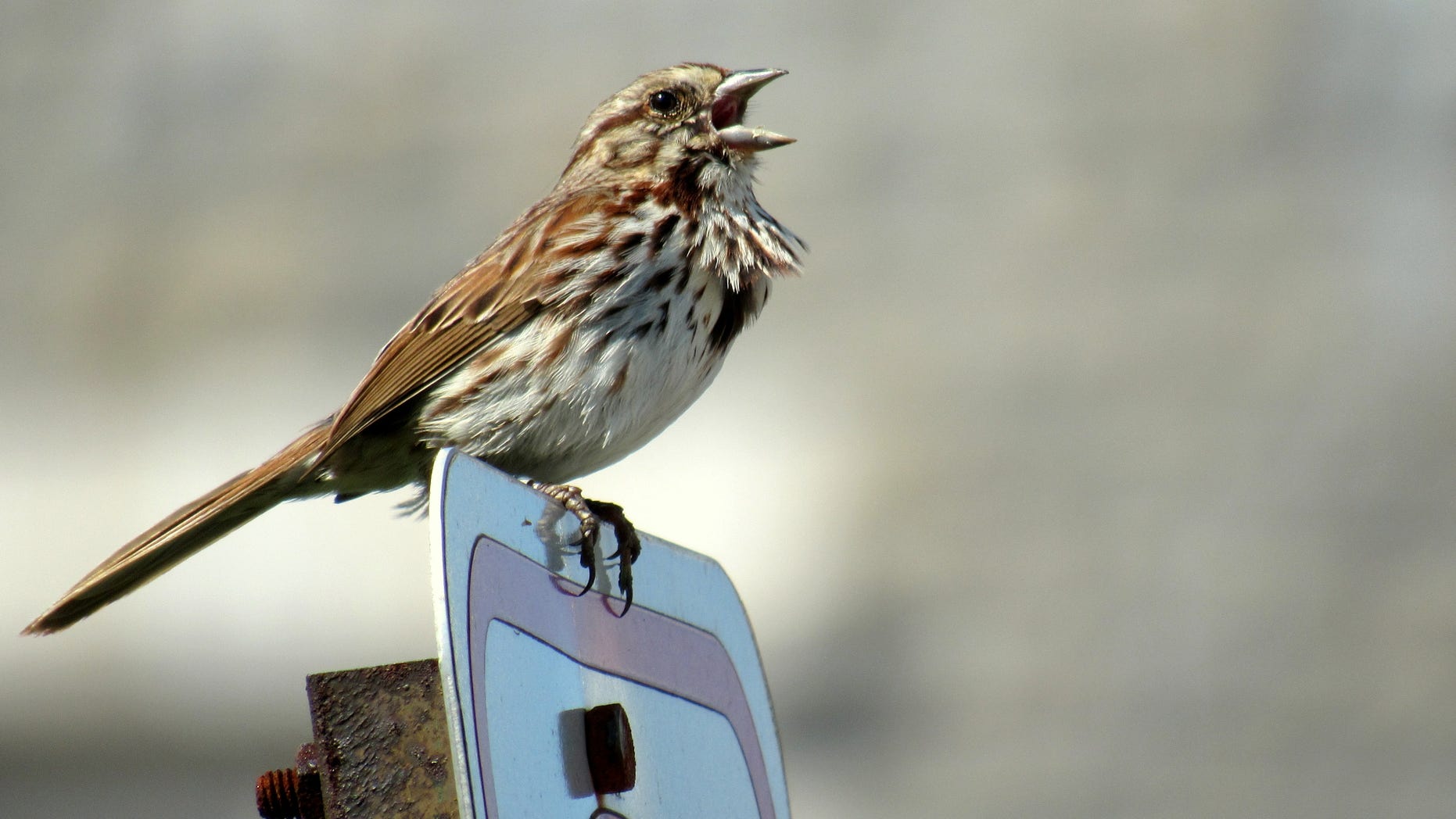 A male song sparrow sings on the Virginia Tech campus.