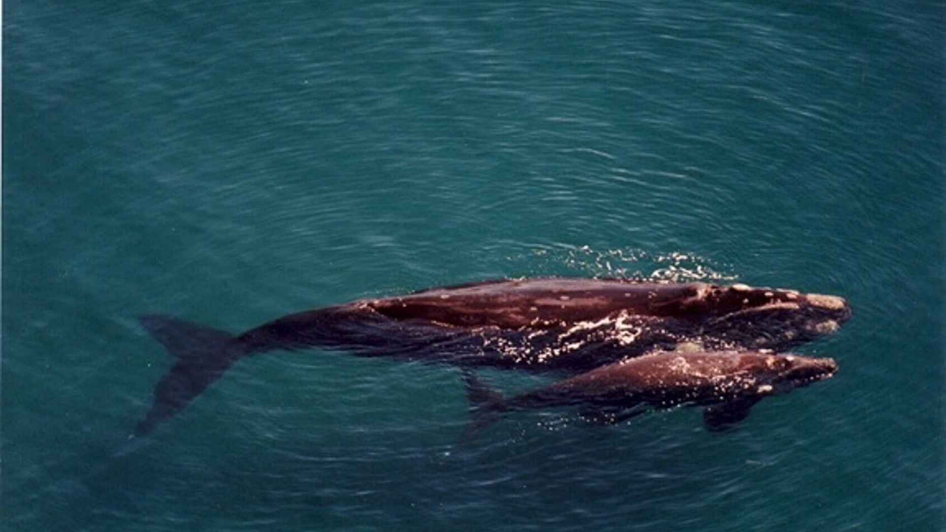A mother and calf pair of southern right whales in the waters of coastal Patagonia.