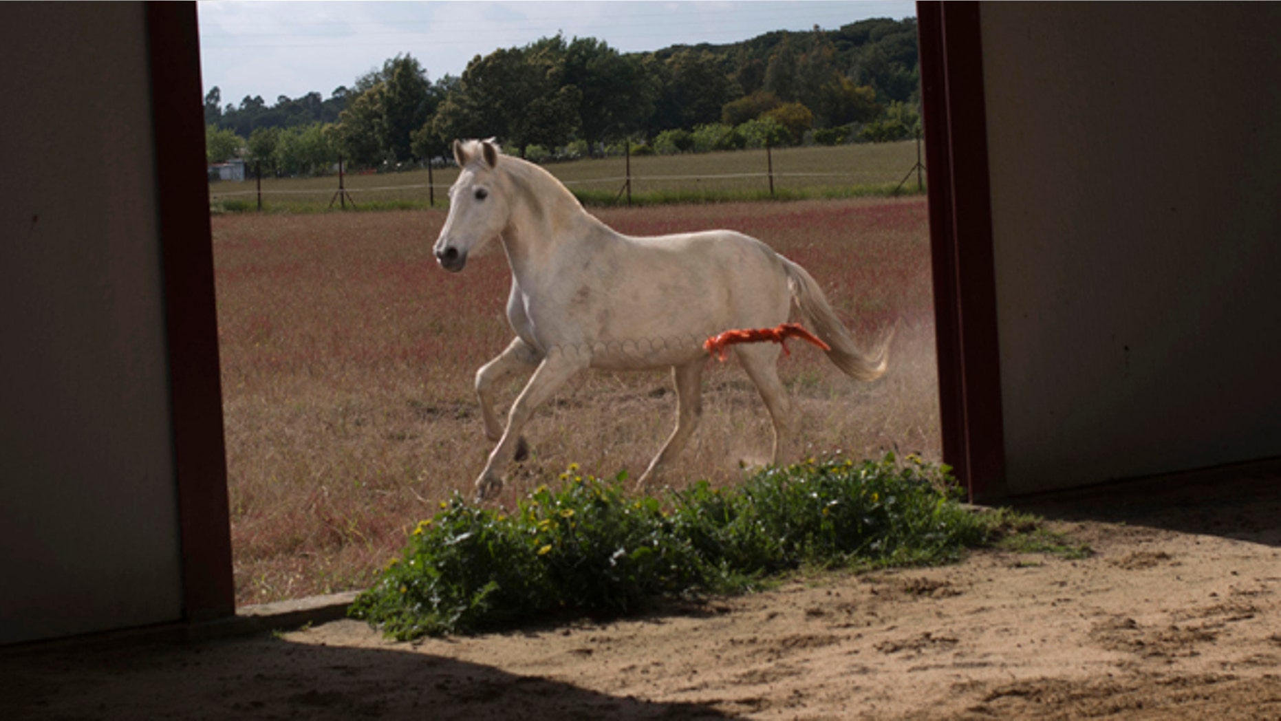 April. 8, 2013: In this file photo, a "Pura Raza Espanola" or Pure Spanish Breed mare belonging to breeder Francisco Jose Rodriguez runs next to the stable at "La Yeguada de Cuatro Vientos" ranch in Almonte, in the southern Spanish region of Andalusia. Barring an unlikely reprieve, Rodriguez's purebreds will be turned into horse meat for export come in the next coming months. They are victims of a wrenching economic downturn that has wiped out fortunes, turned housing developments into ghost towns and left more than a quarter of the population out of work.
