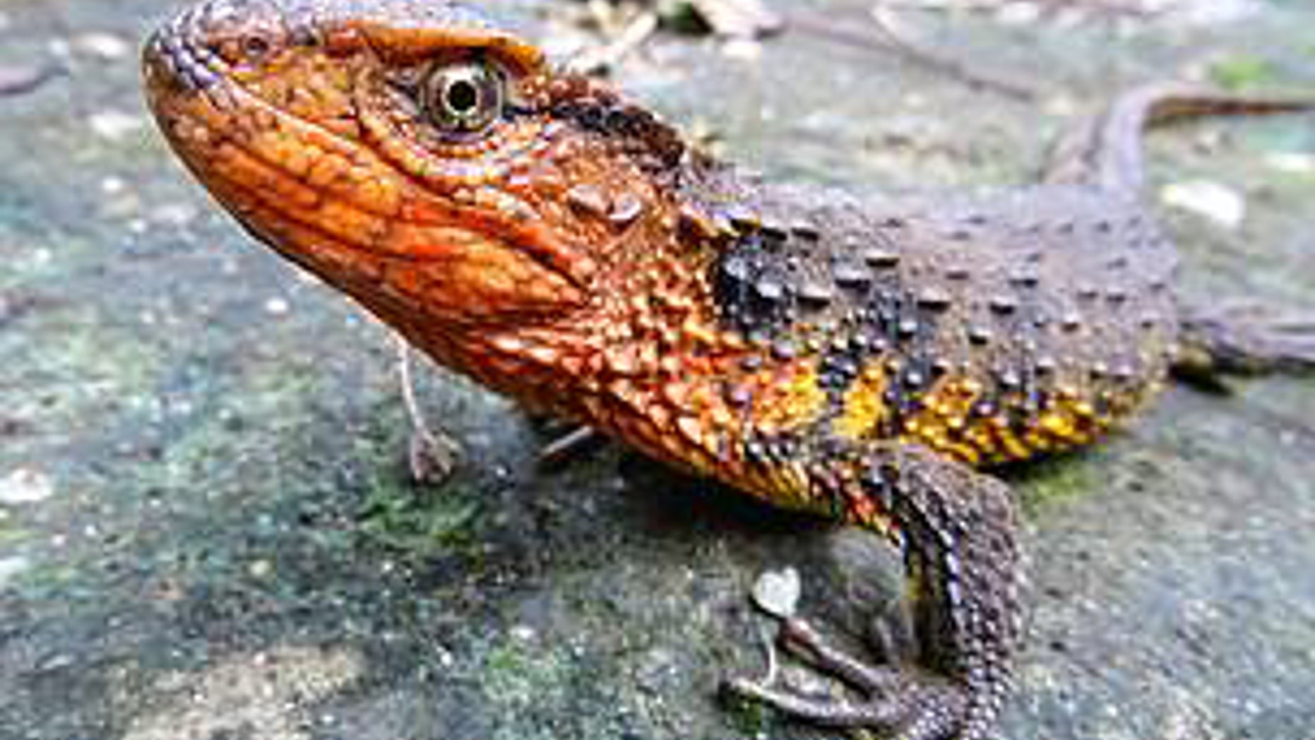 The Vietnamese crocodile lizard is one of 115 new species discovered in the Greater Mekong (© Thomas Ziegler)