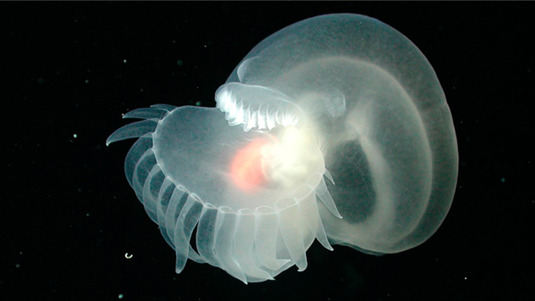 This image, taken in 2002, about one mile deep near a huge underwater volcano near Monterey Bay, provided by NOAA shows this strange marine animal, thought to be a new species that has yet to be described or named.