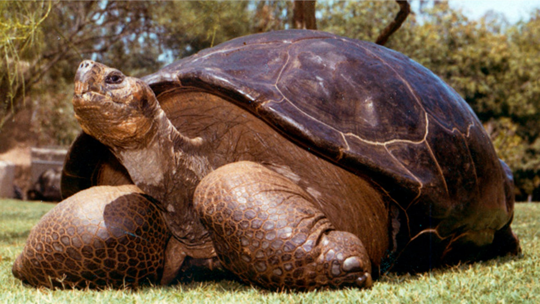 This undated photo from the San Diego Zoo shows Speed, a Galapagos tortoise that has been at the zoo since 1933. The zoo reported Friday, June 19, 2015 that Speed had been euthanized at an estimated age of more than 150 years.