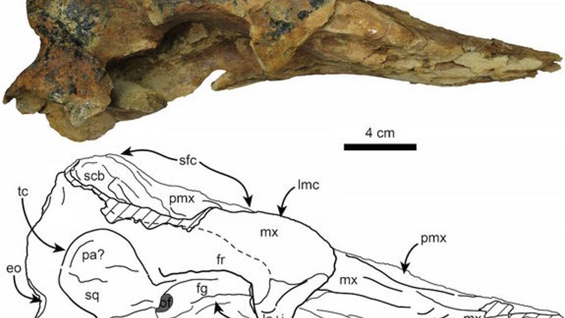 The skull of the newly discovered species of pygmy sperm whale, found in Panama.