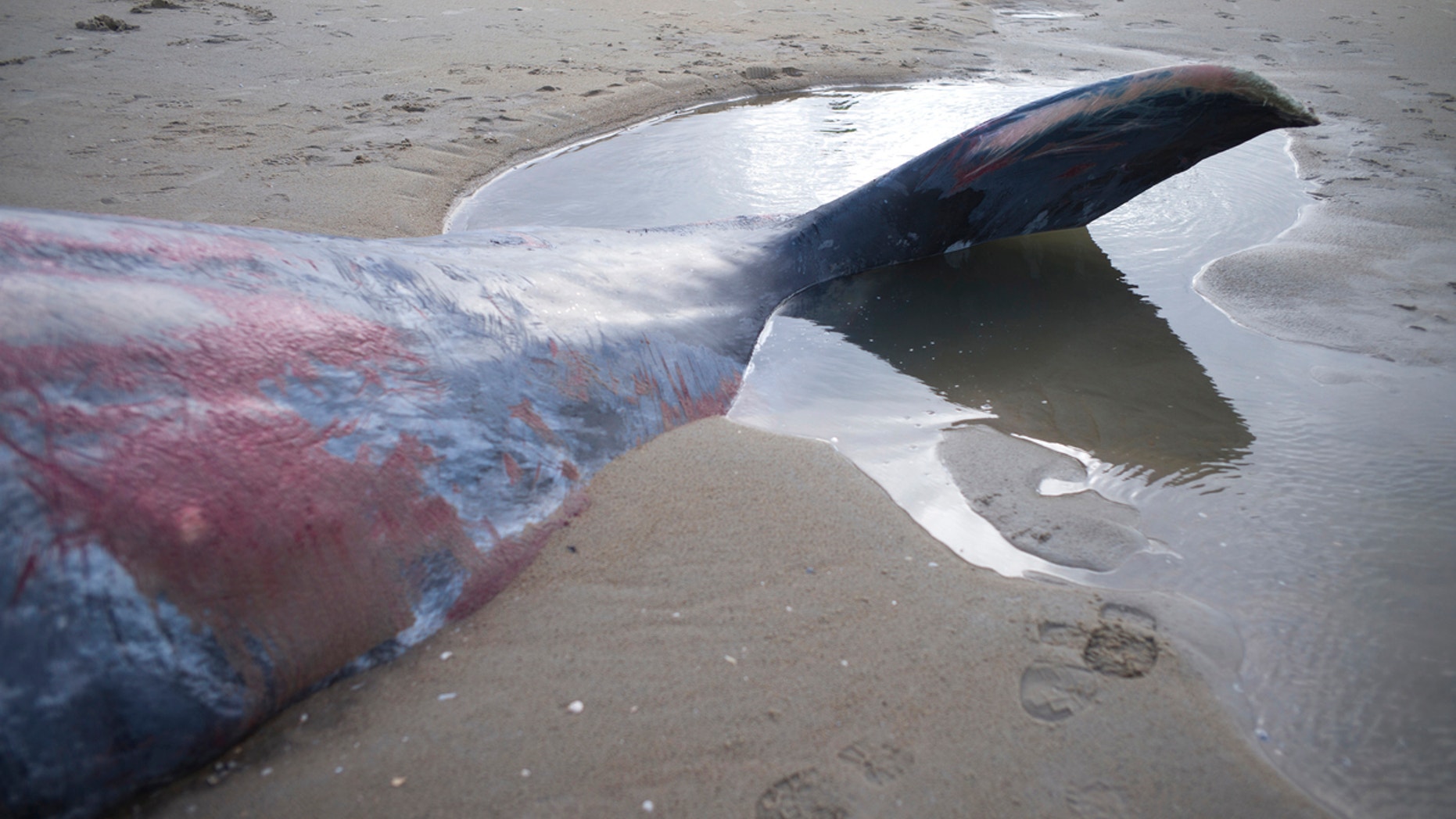 The tail of a dead sperm whale is seen on a beach on Texel Island, The Netherlands, January 13, 2016.