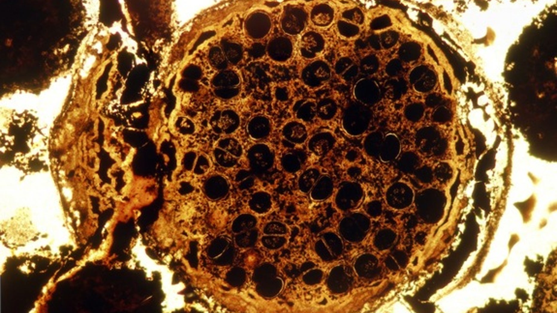 Strange multicellular spherical fossils dating back 600 million years were discovered in South China's Doushantuo Formation.